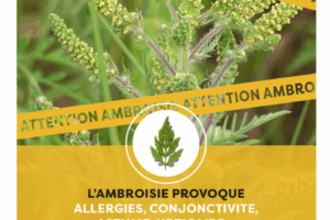L’ambroisie : une plante à éliminer