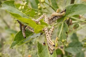 Hyponomeutes : inoffensifs mais voraces !