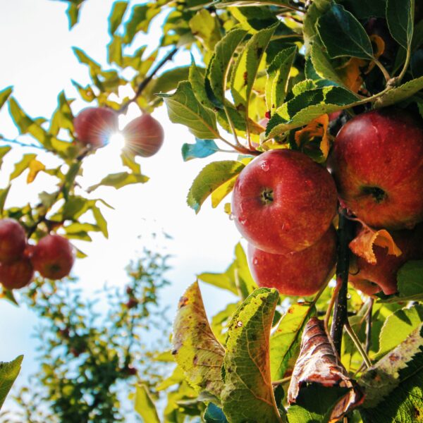Bourse aux arbres fruitiers
