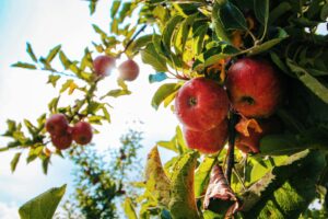 Bourse aux arbres fruitiers