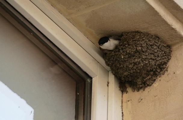 Lire la suite à propos de l’article Nids d’hirondelles : ce qu’il faut savoir avant d’intervenir chez soi