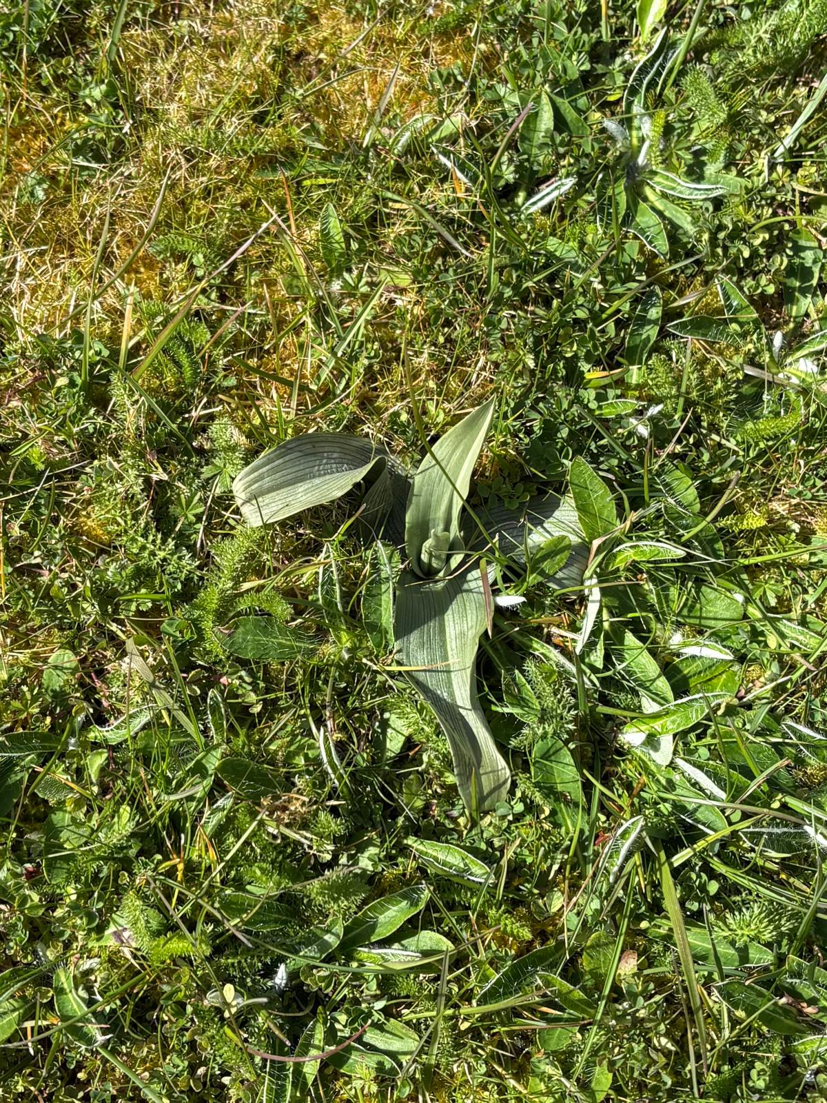 Lire la suite à propos de l’article Orchidées sauvages