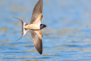 Les hirondelles, ces grandes migratrices fidèles