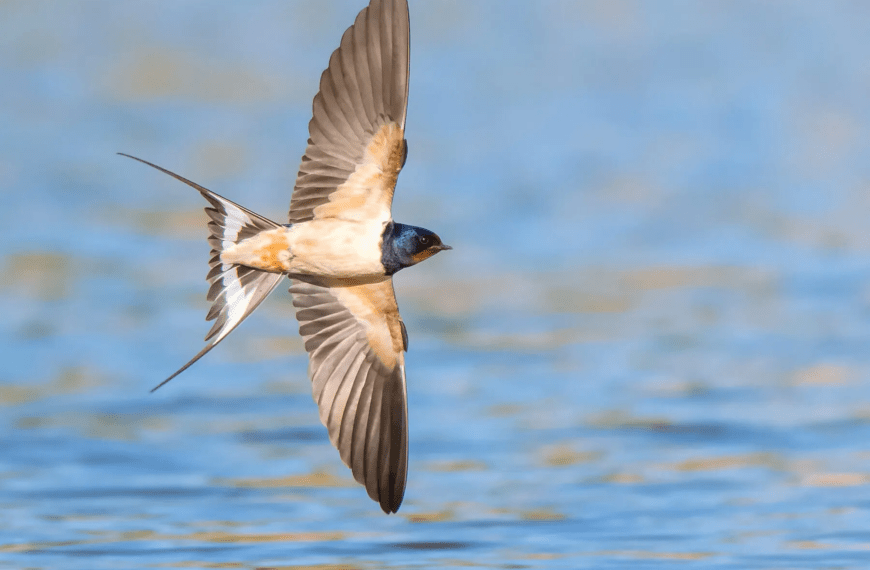 Les hirondelles, ces grandes migratrices fidèles