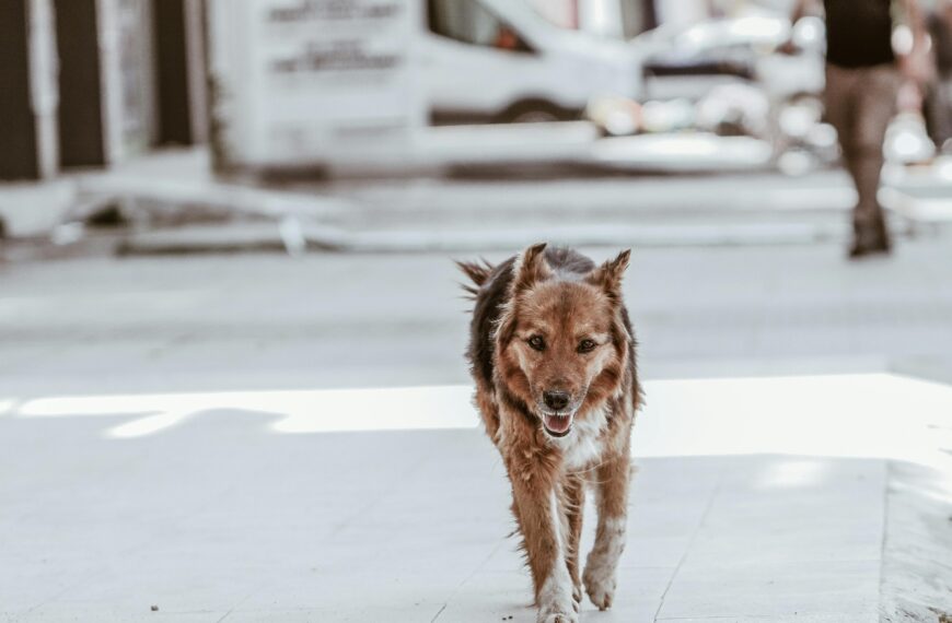 Animaux errants – convention avec la SPA