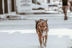 Animaux errants – convention avec la SPA