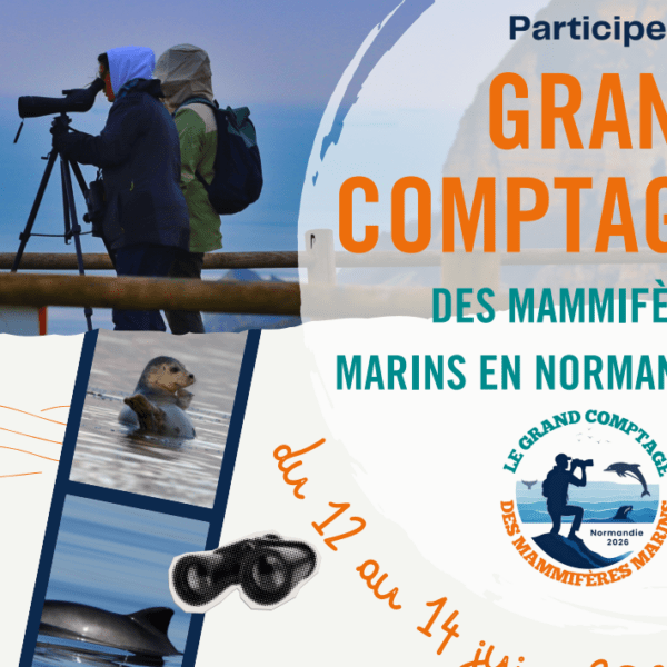 Grand Comptage des Mammifères Marins