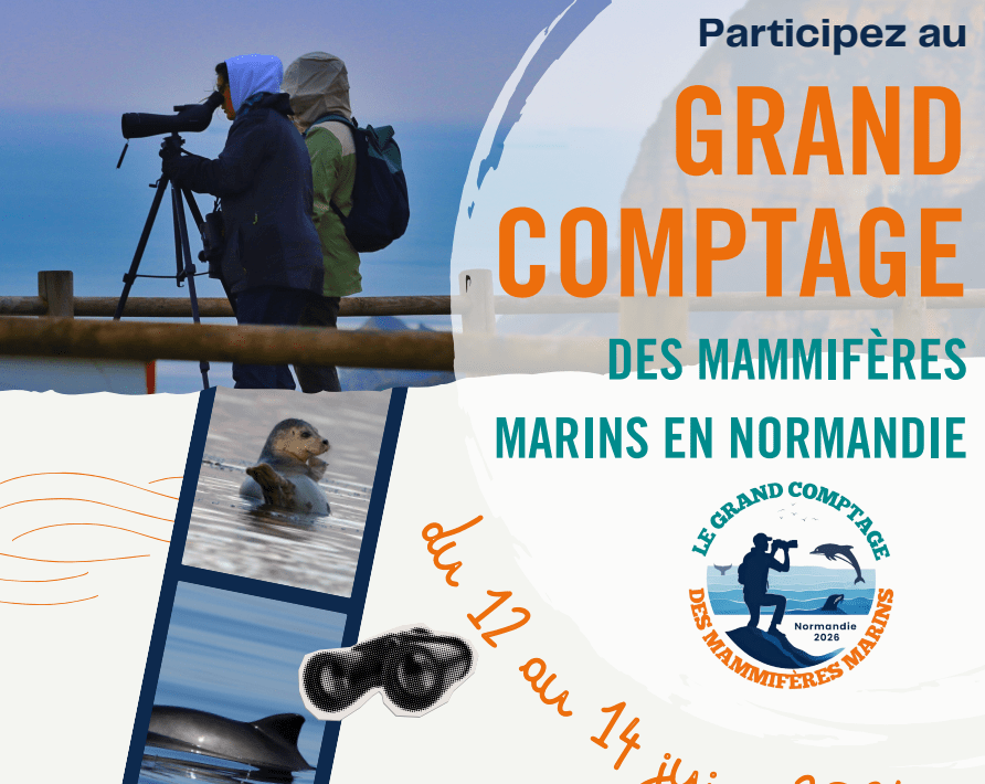 Lire la suite à propos de l’article Grand Comptage des Mammifères Marins