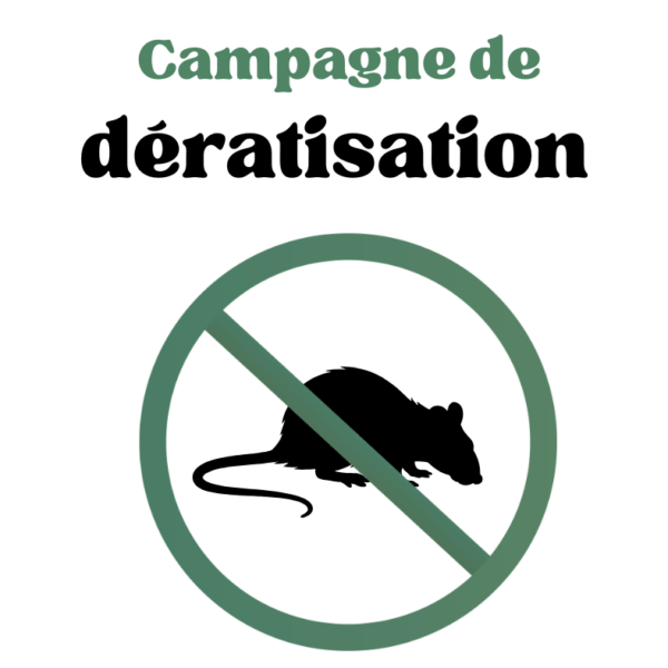Opération de dératisation