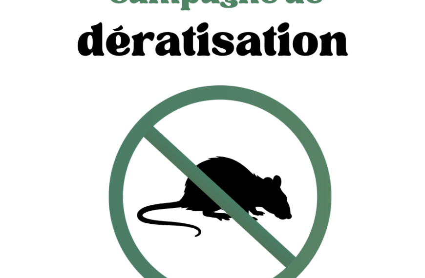 Opération de dératisation