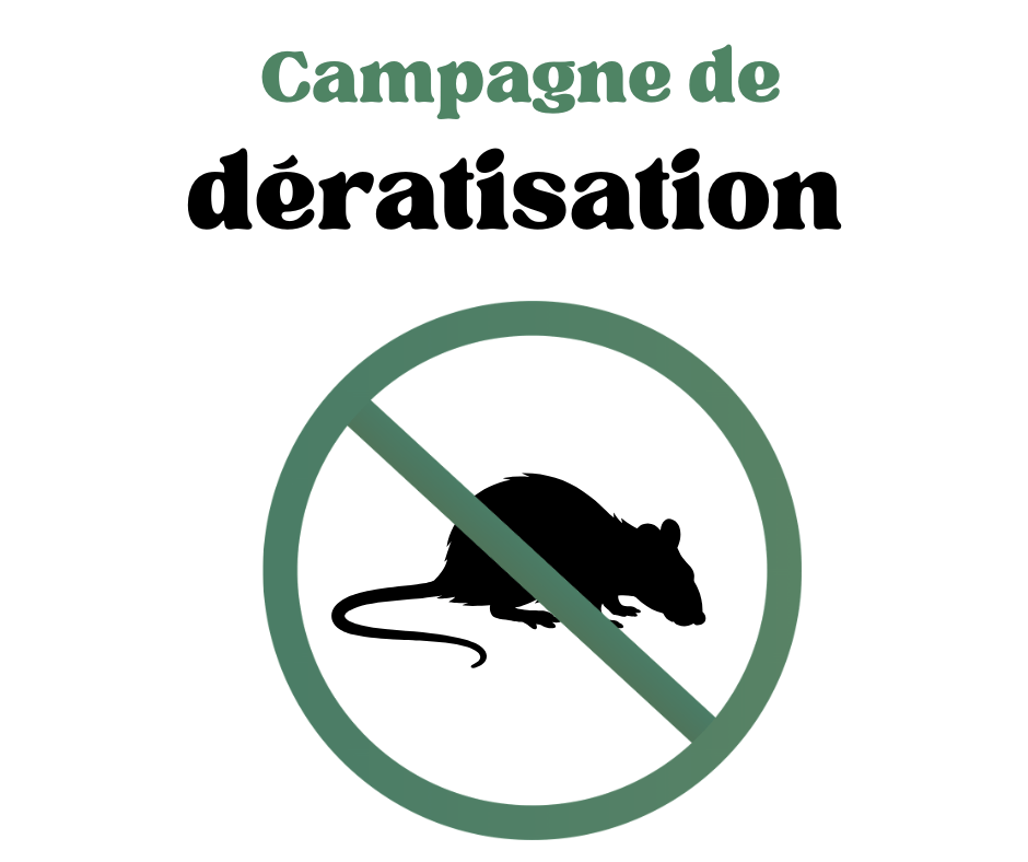 You are currently viewing Opération de dératisation